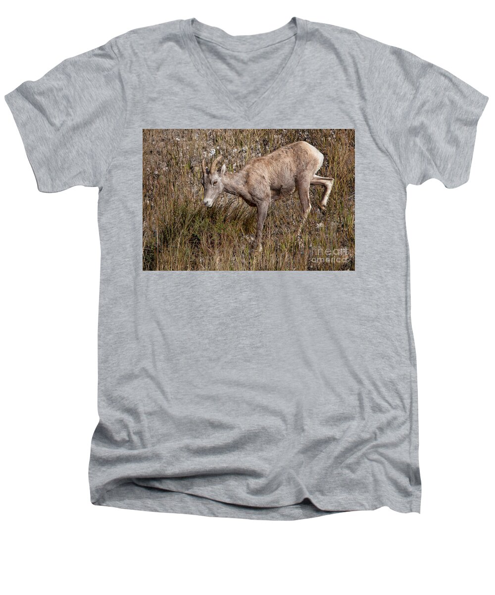 Sheep Men's V-Neck T-Shirt featuring the photograph Bighorn Ewe by Ronald Lutz