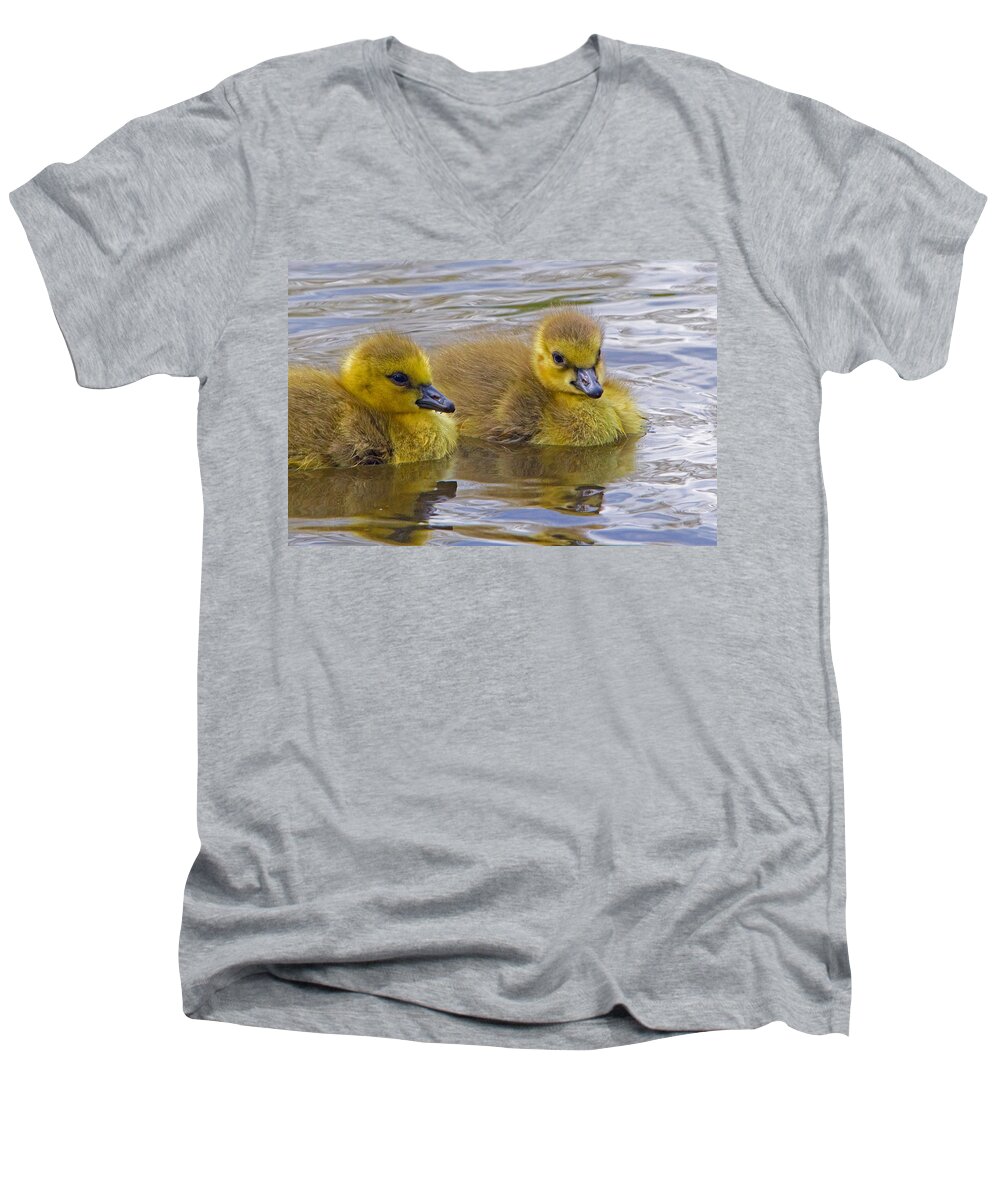 Gosling Men's V-Neck T-Shirt featuring the photograph Goslings by David Freuthal