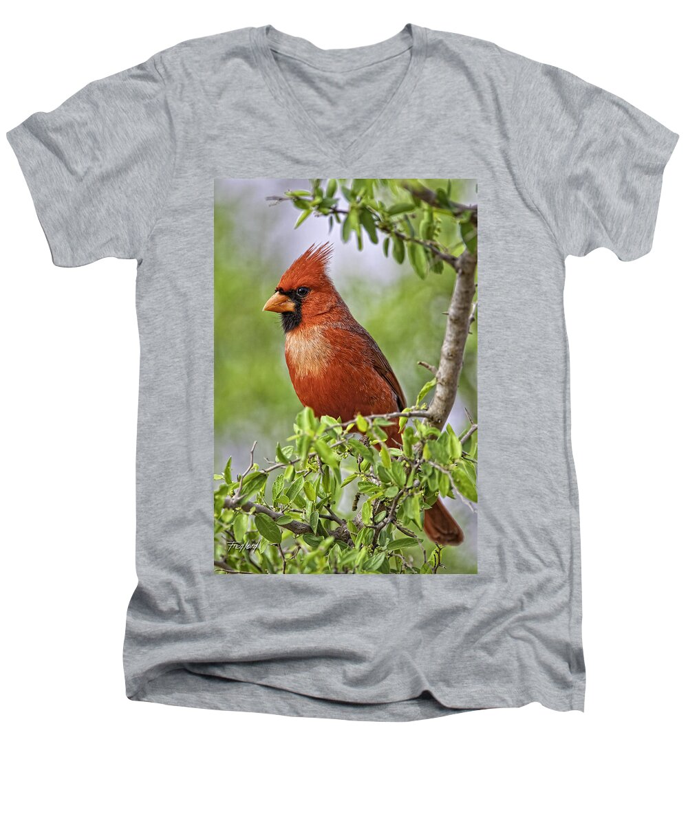 Texas Men's V-Neck T-Shirt featuring the photograph Male Northern Cardinal by Fred J Lord