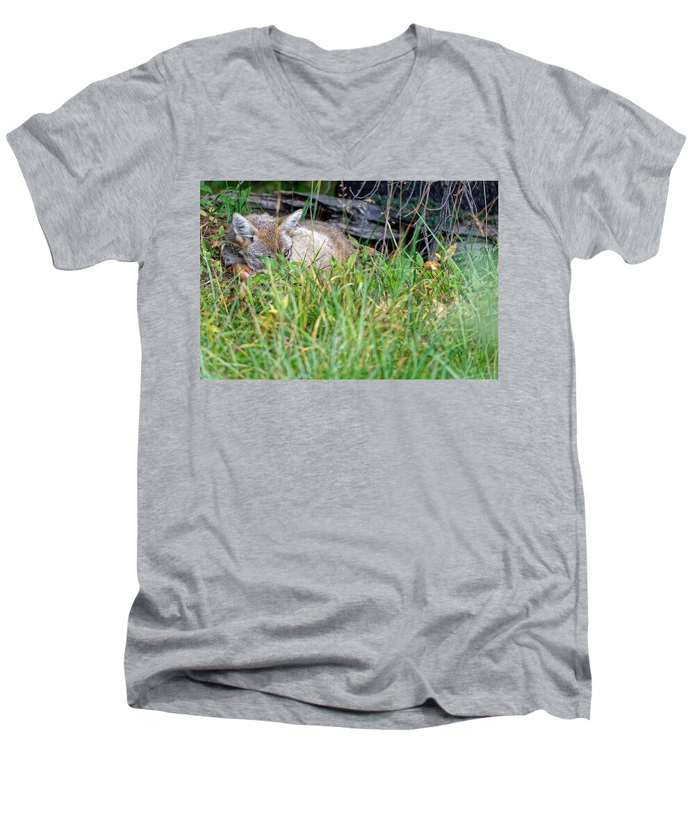 Wild Life Coyote Men's V-Neck T-Shirt featuring the photograph Coyote #1 by Edward Kovalsky