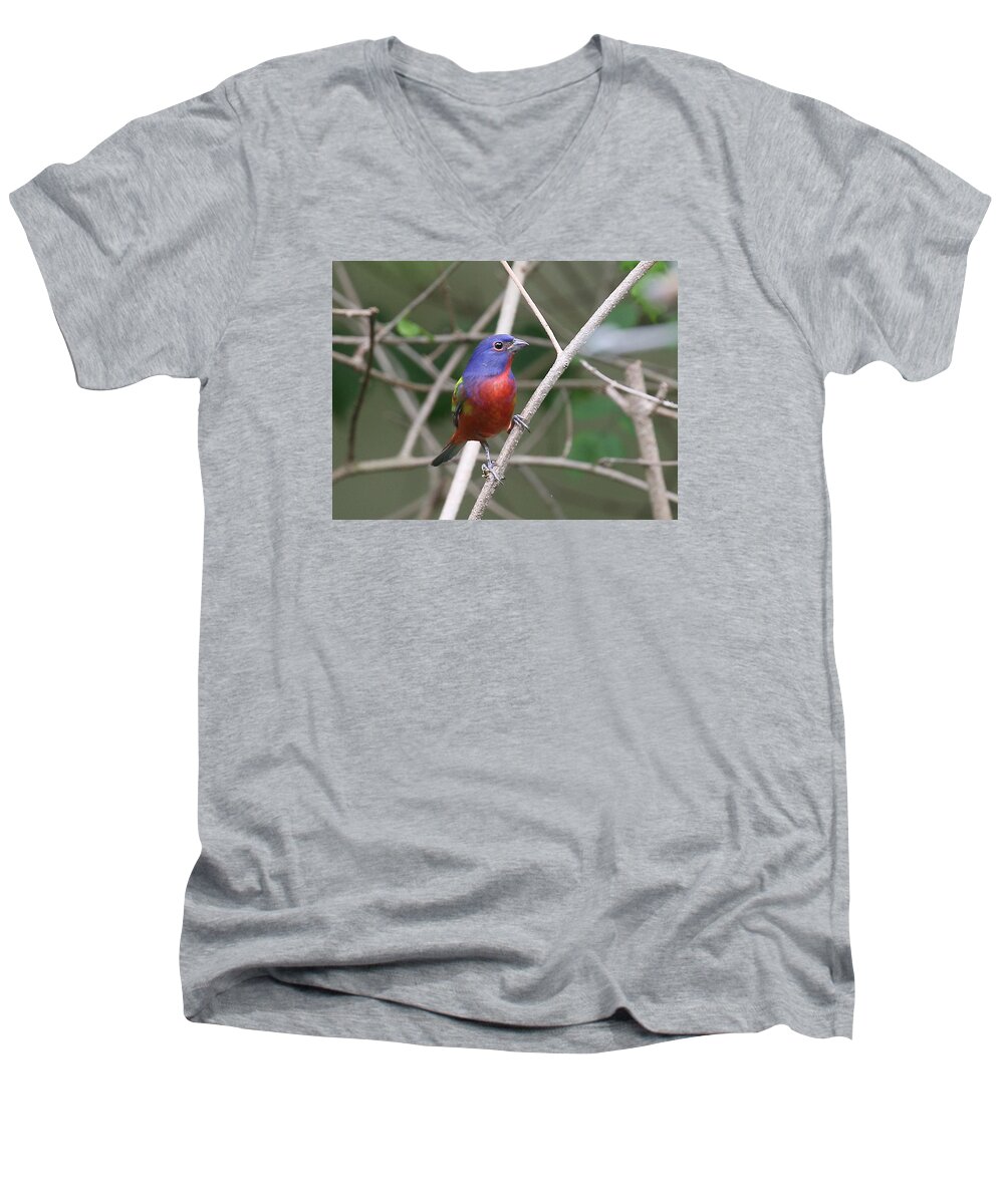 Painted Bunting Men's V-Neck T-Shirt featuring the photograph Painted Bunting #1 by Dart Humeston