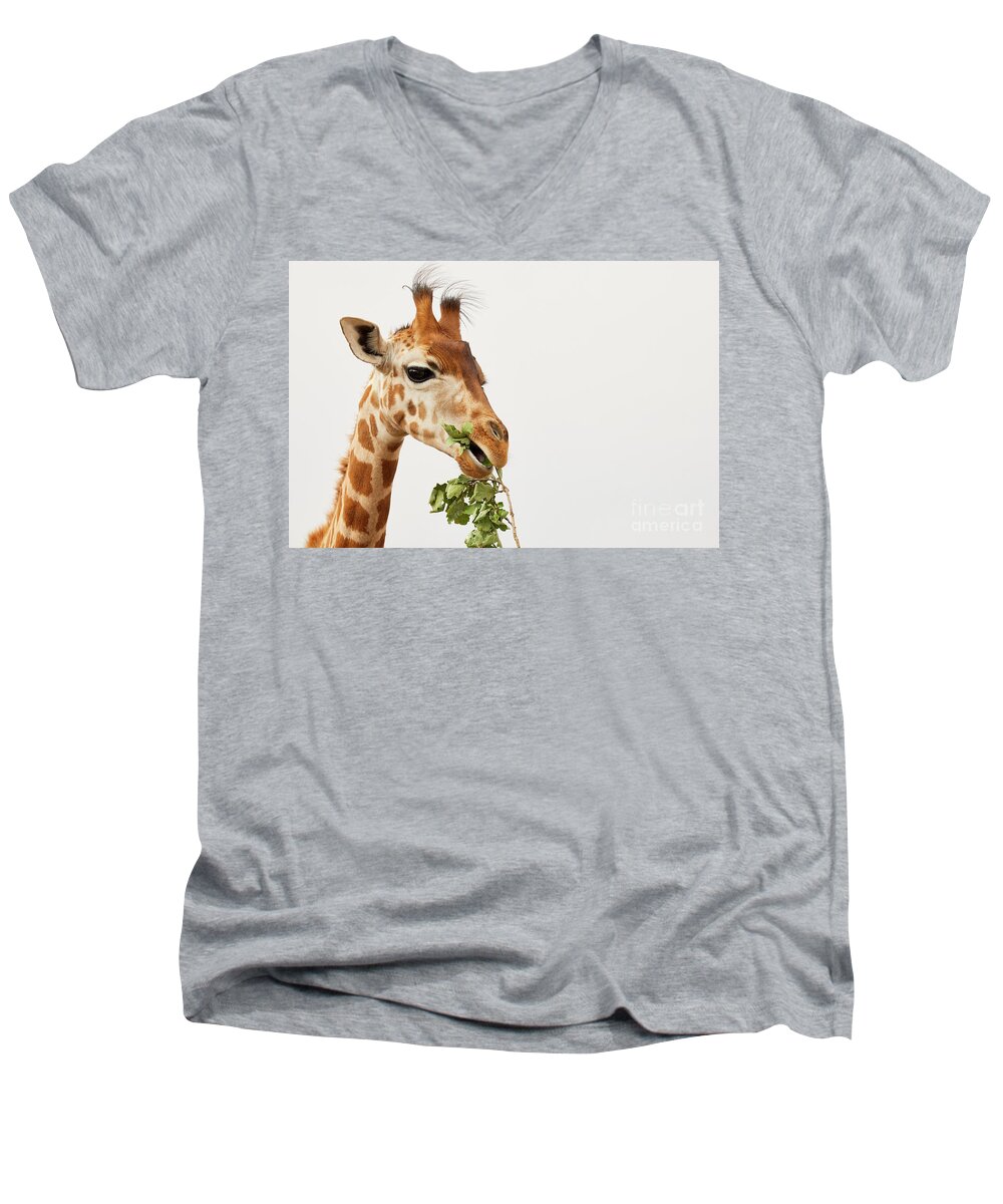 Africa Men's V-Neck T-Shirt featuring the photograph Portrait of a Rothschild Giraffe #2 by Nick Biemans