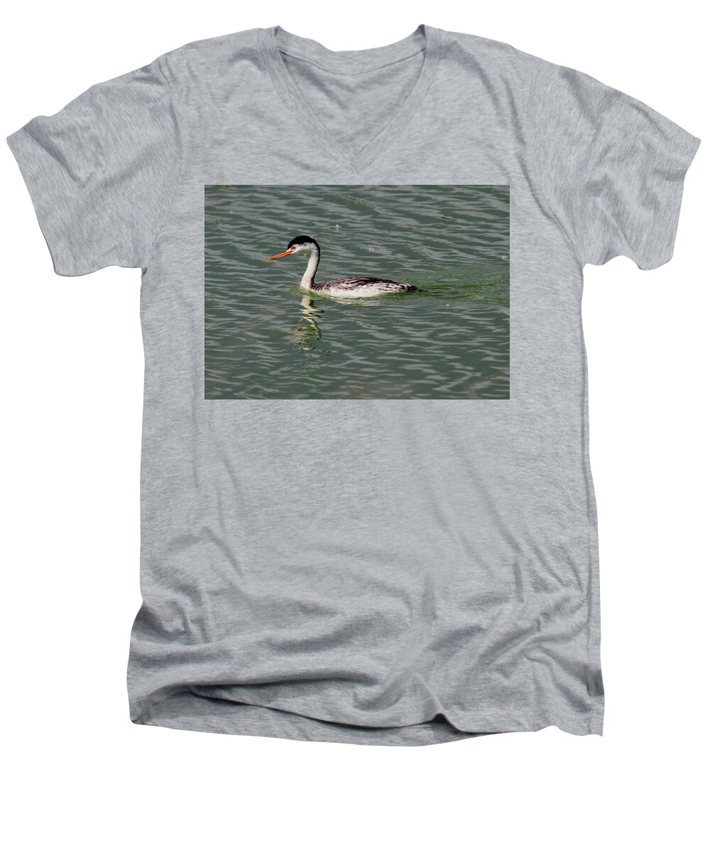 Western Men's V-Neck T-Shirt featuring the photograph Western Grebe #1 by Trent Mallett