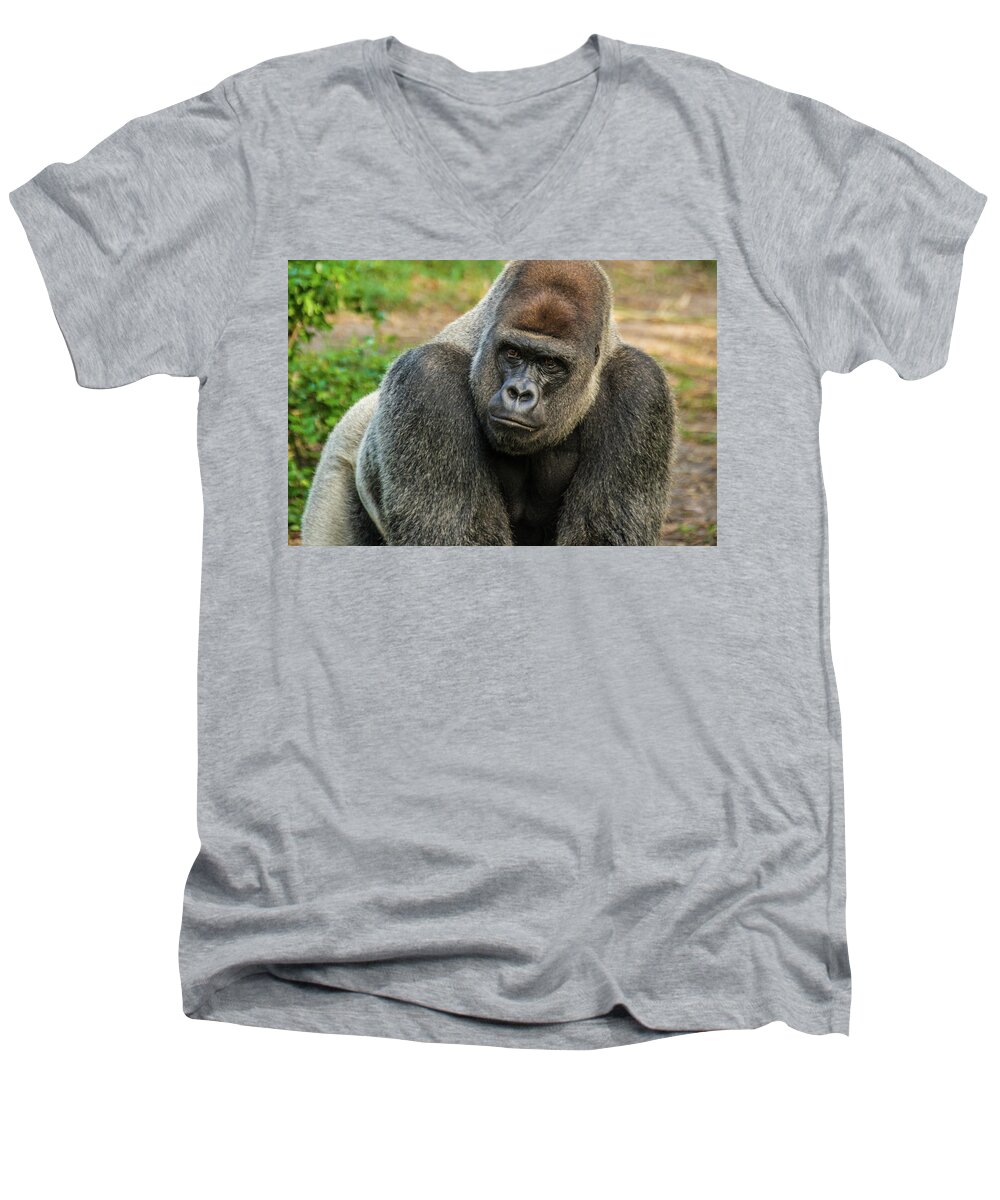 Silver Backed Gorilla Men's V-Neck T-Shirt featuring the photograph 10898 Gorilla by Pamela Williams