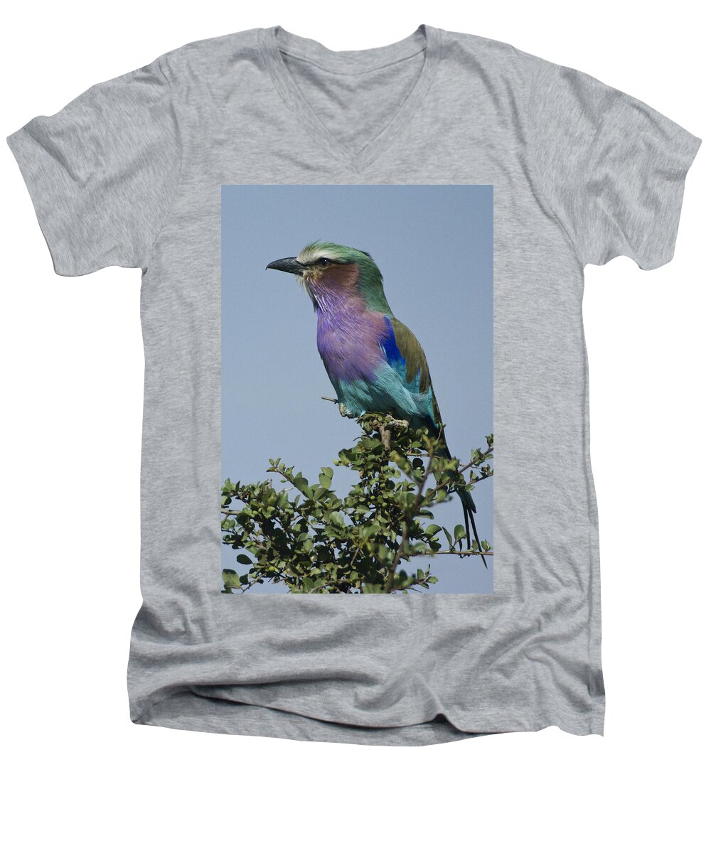 Africa Men's V-Neck T-Shirt featuring the photograph Lilac-Breasted Roller #5 by Michele Burgess
