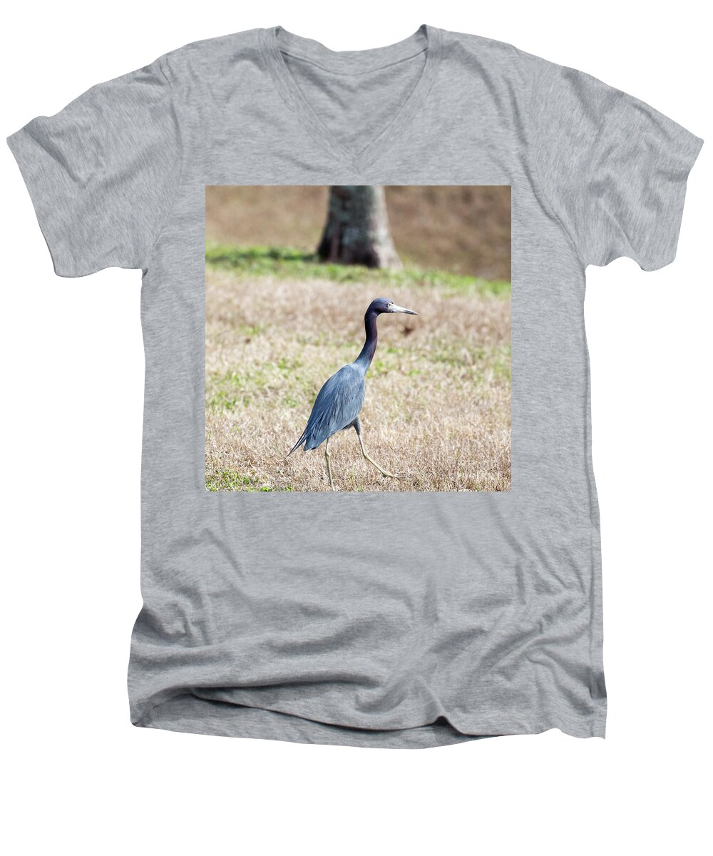 Little Blue Heron Men's V-Neck T-Shirt featuring the photograph A Little Blue Heron by Robert Loe
