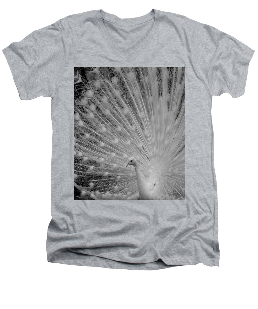 Albino Men's V-Neck T-Shirt featuring the photograph Albino Peacock in Black and White by Joseph G Holland
