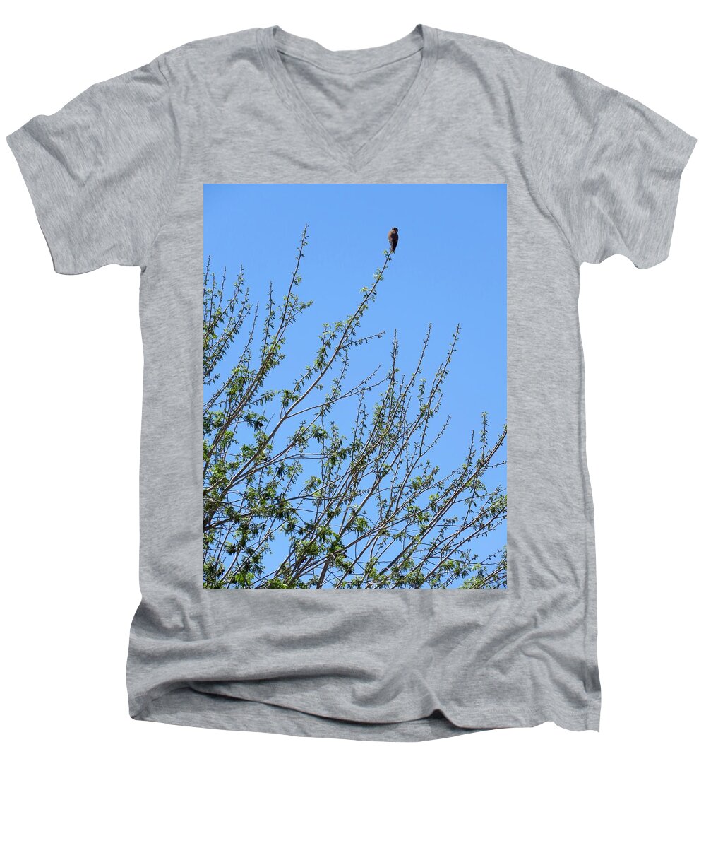  Falcons Men's V-Neck T-Shirt featuring the photograph American Kestrel atop Pecan Tree by Judy Kennedy