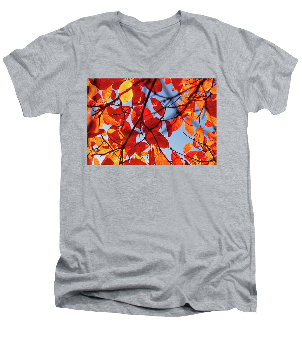 Fall Colors Men's V-Neck T-Shirt featuring the photograph Autumn in the arboretum by Kunal Mehra