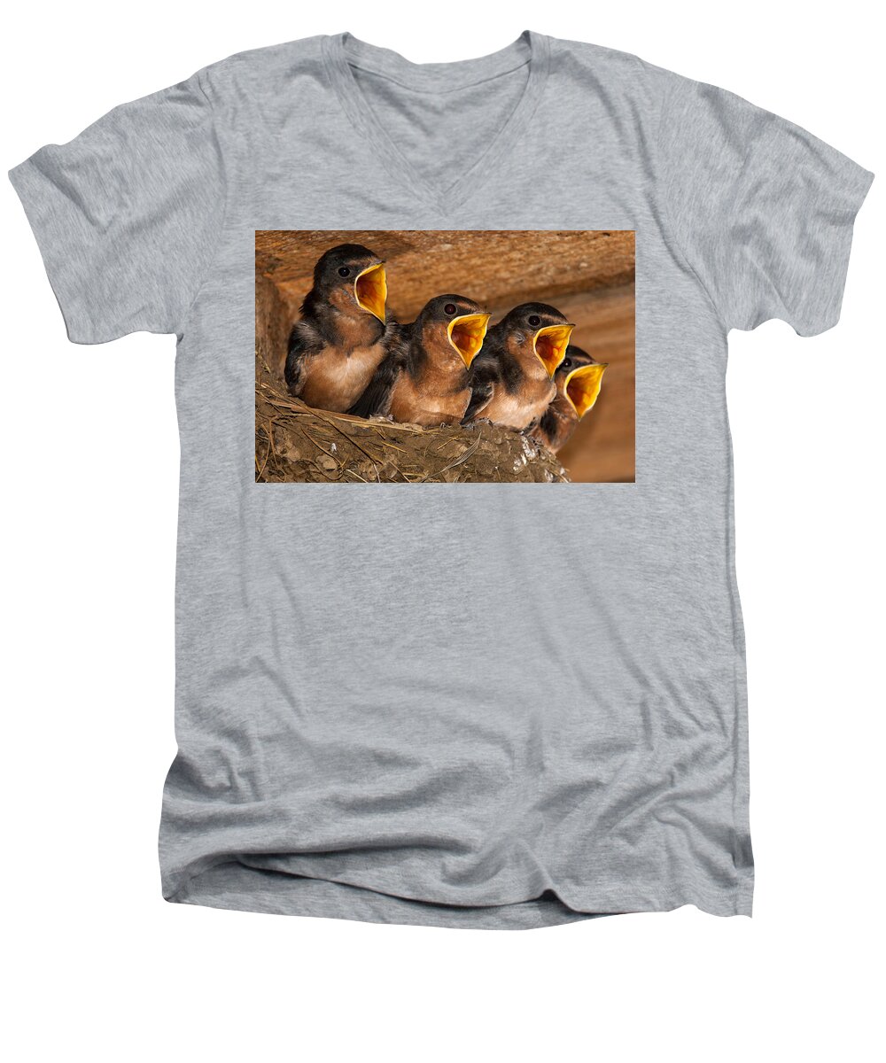 Nature Men's V-Neck T-Shirt featuring the photograph Barn Swallow Chicks by Jeff Phillippi