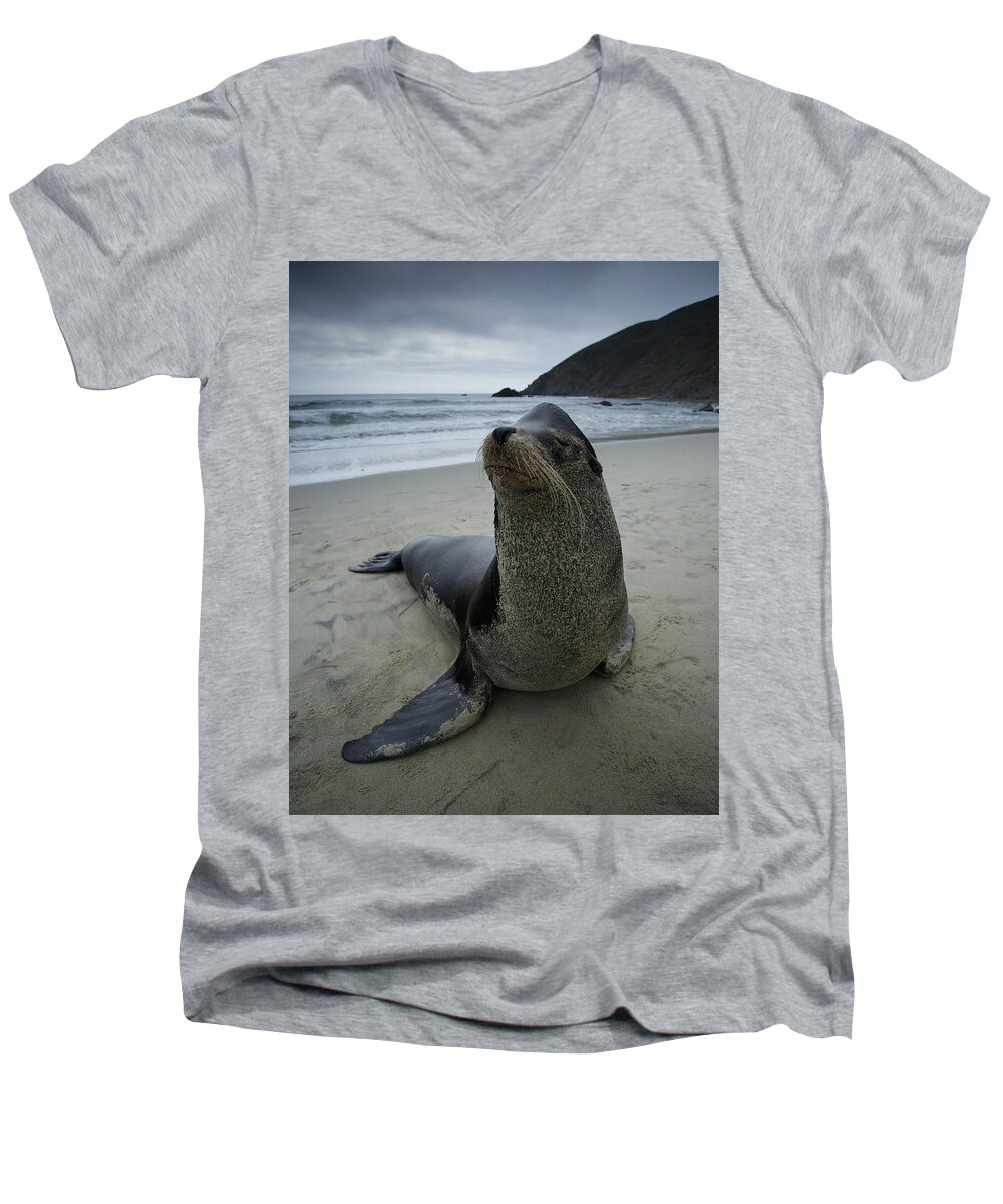 California Men's V-Neck T-Shirt featuring the photograph Big Seal by Dillon Kalkhurst