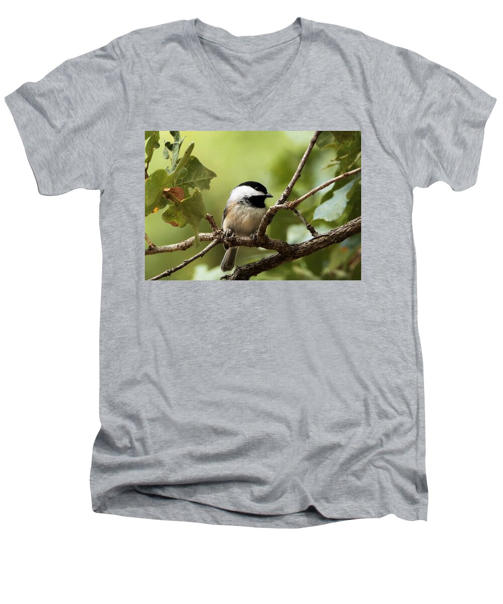 Nature Men's V-Neck T-Shirt featuring the photograph Black Capped Chickadee on Branch by Sheila Brown