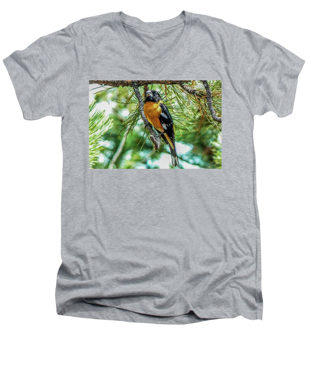 Colorado Men's V-Neck T-Shirt featuring the photograph Black-headed Grosbeak on Pine Tree by Marilyn Burton