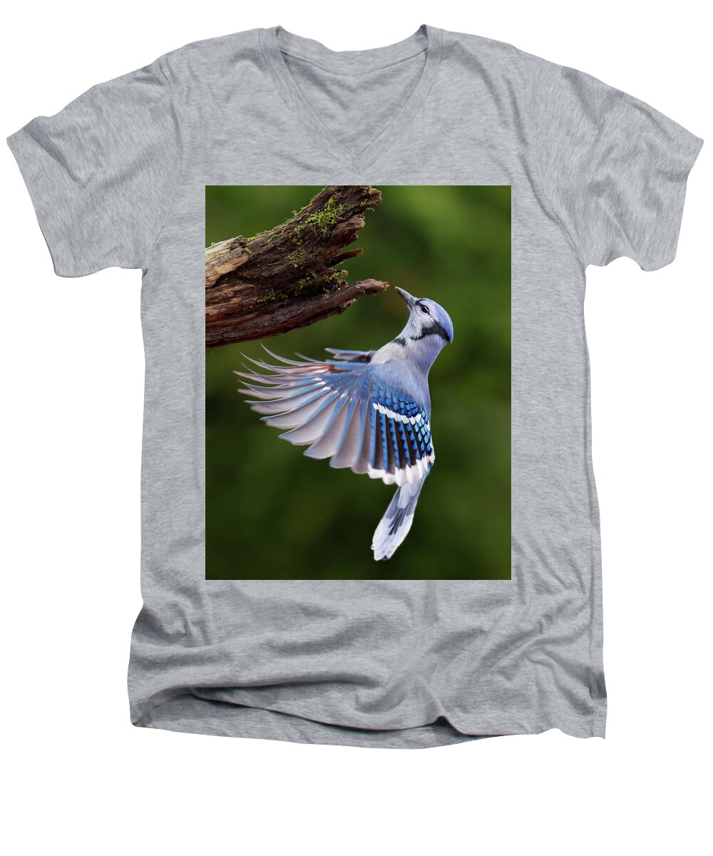 Autumn Men's V-Neck T-Shirt featuring the photograph Blue Jay in Flight by Mircea Costina Photography