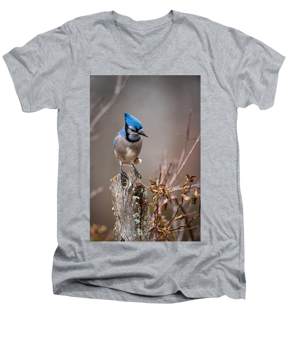 Animal Men's V-Neck T-Shirt featuring the photograph Blue Jay on Hedge Post 2 by Jeff Phillippi