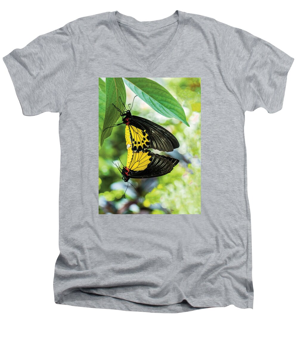 Wildlife Men's V-Neck T-Shirt featuring the photograph Butterfly Mating by William Bitman