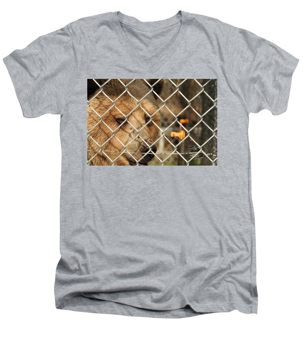 Bear Men's V-Neck T-Shirt featuring the photograph Caged Bear by Travis Rogers
