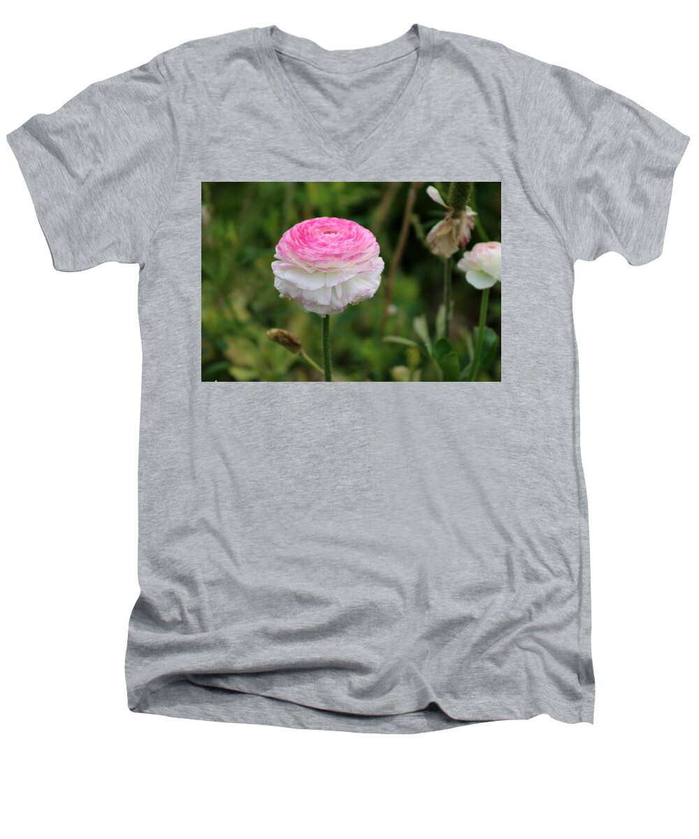 Candy Stripe Men's V-Neck T-Shirt featuring the photograph Candy Stripe Ranunculus by Colleen Cornelius