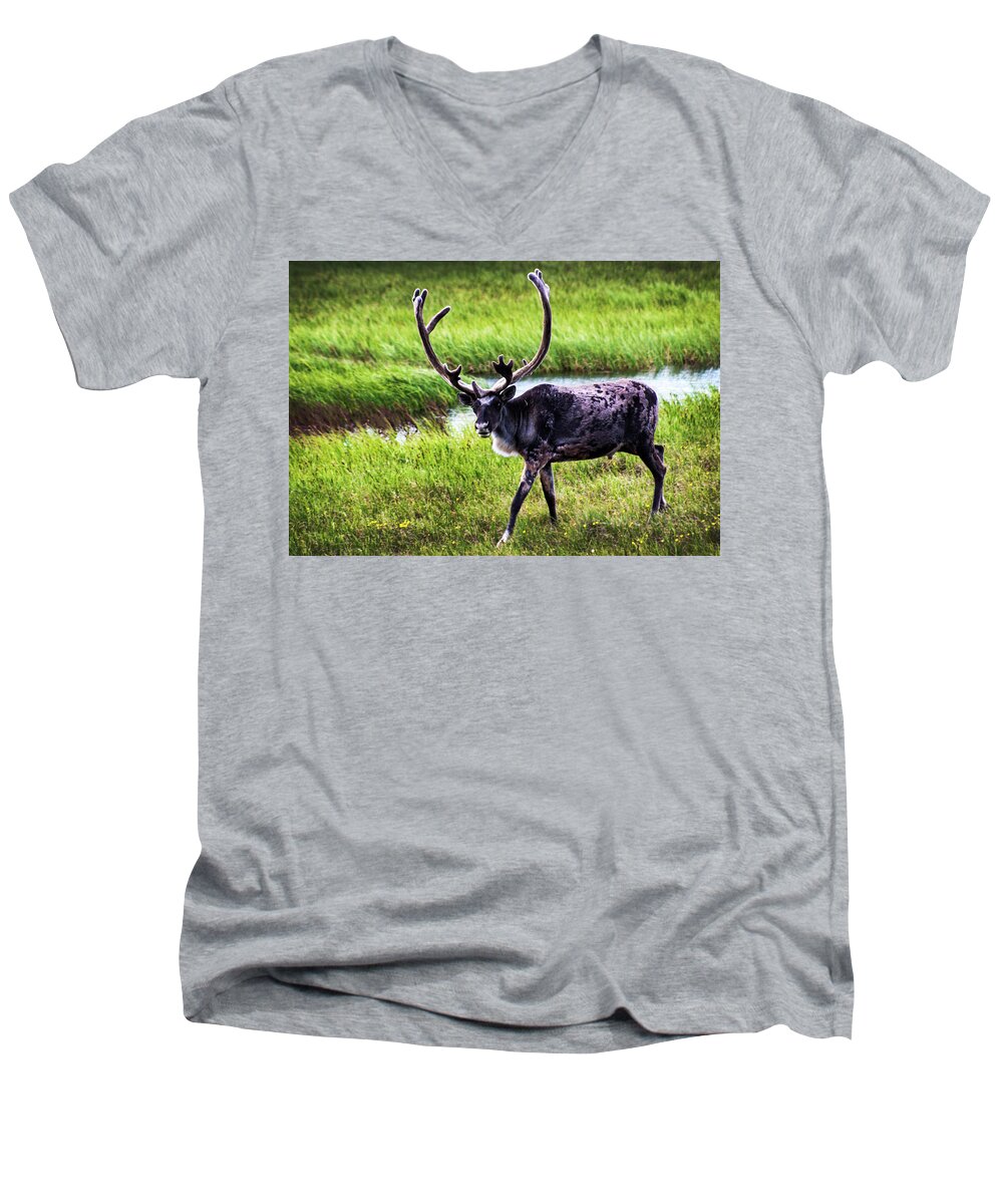 Caribou Men's V-Neck T-Shirt featuring the photograph Caribou by Anthony Jones
