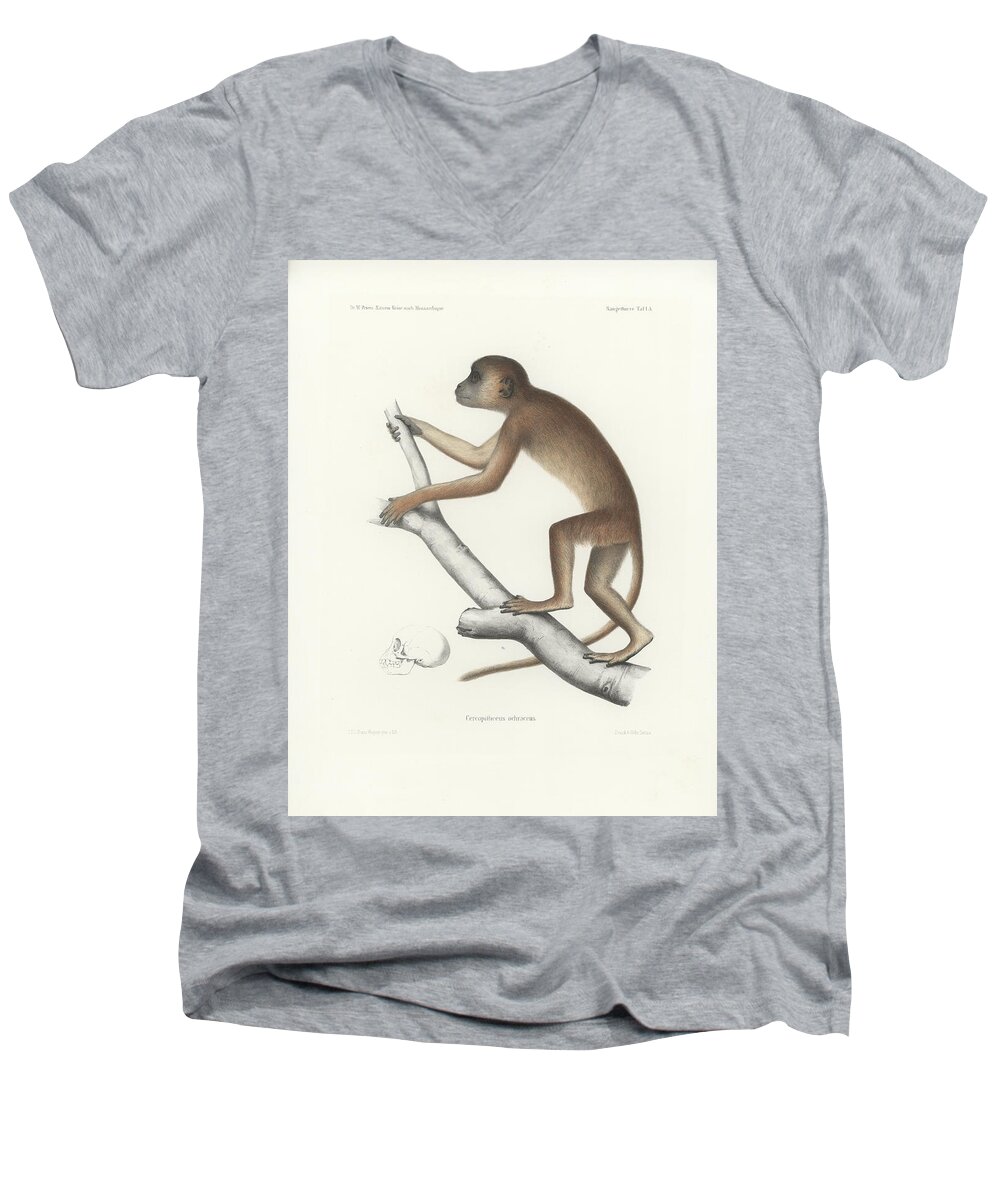 Central Yellow Baboon Men's V-Neck T-Shirt featuring the drawing Central Yellow Baboon, Papio c. cynocephalus by J D L Franz Wagner
