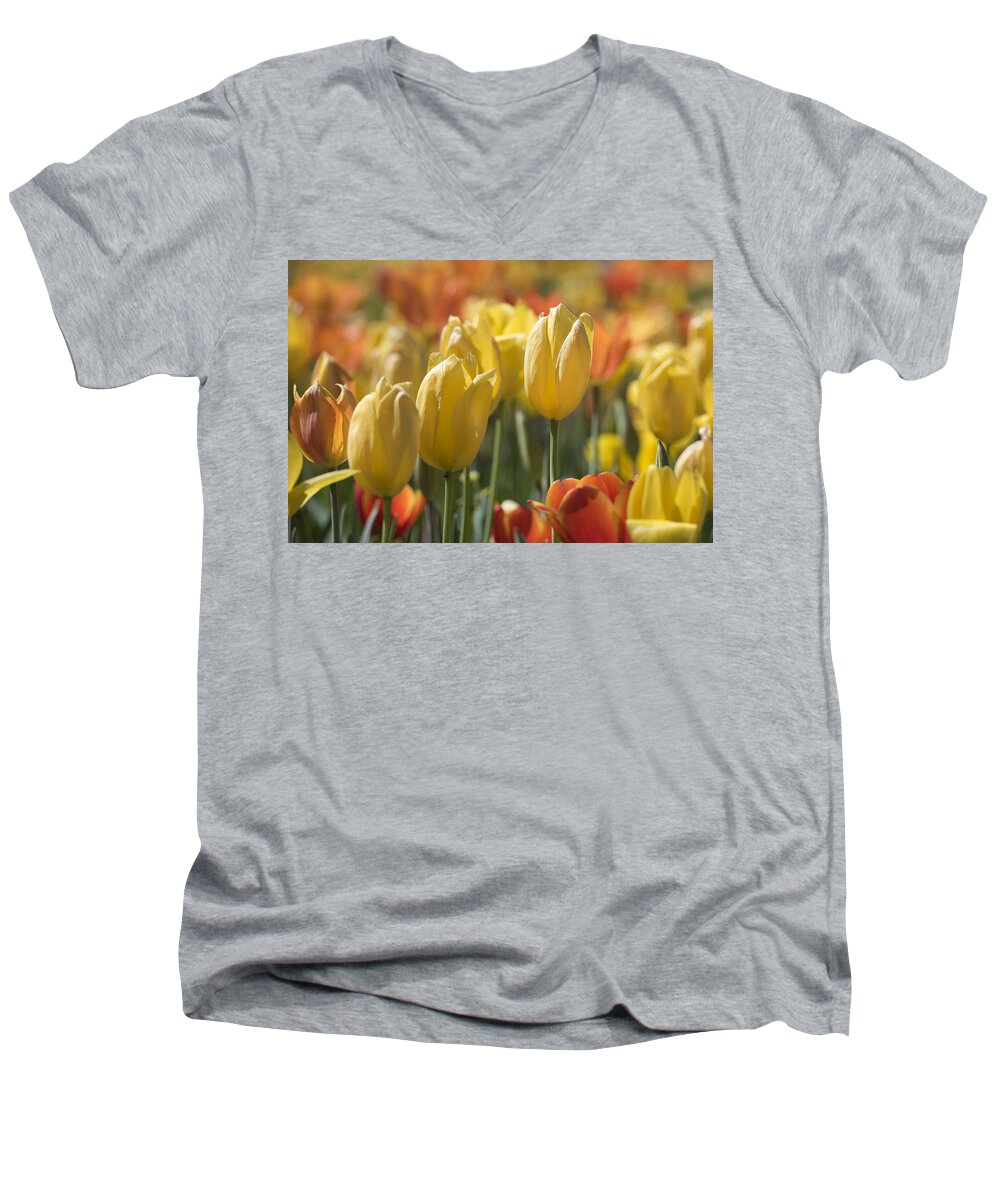 Tulipa Men's V-Neck T-Shirt featuring the photograph Coming up Tulips by Jeanne May