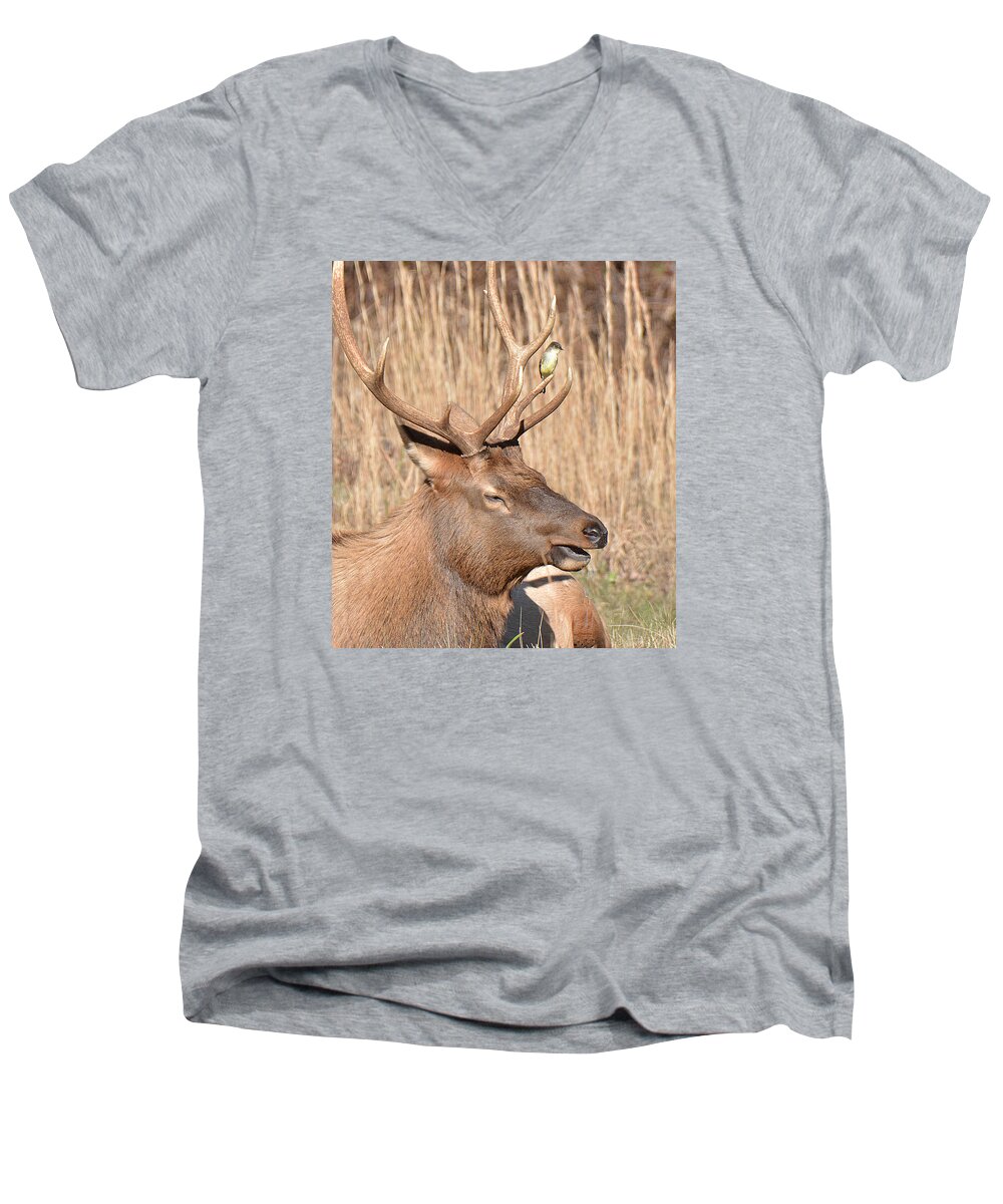 Elk Men's V-Neck T-Shirt featuring the photograph Creatures Great and Small by Alan Lenk