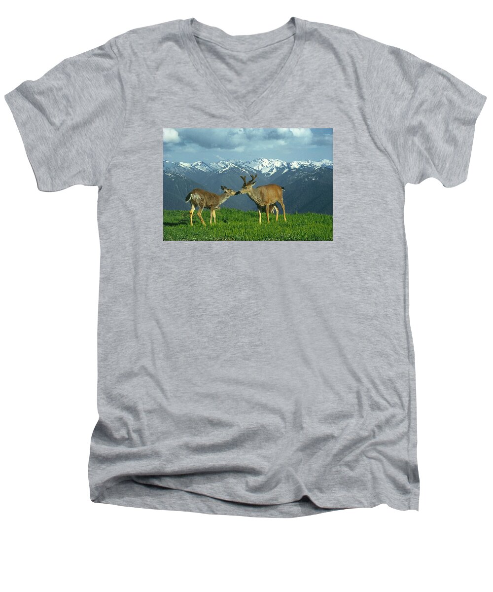 Black Tailed Deer Men's V-Neck T-Shirt featuring the photograph MA-181-Deer in Love by Ed Cooper Photography