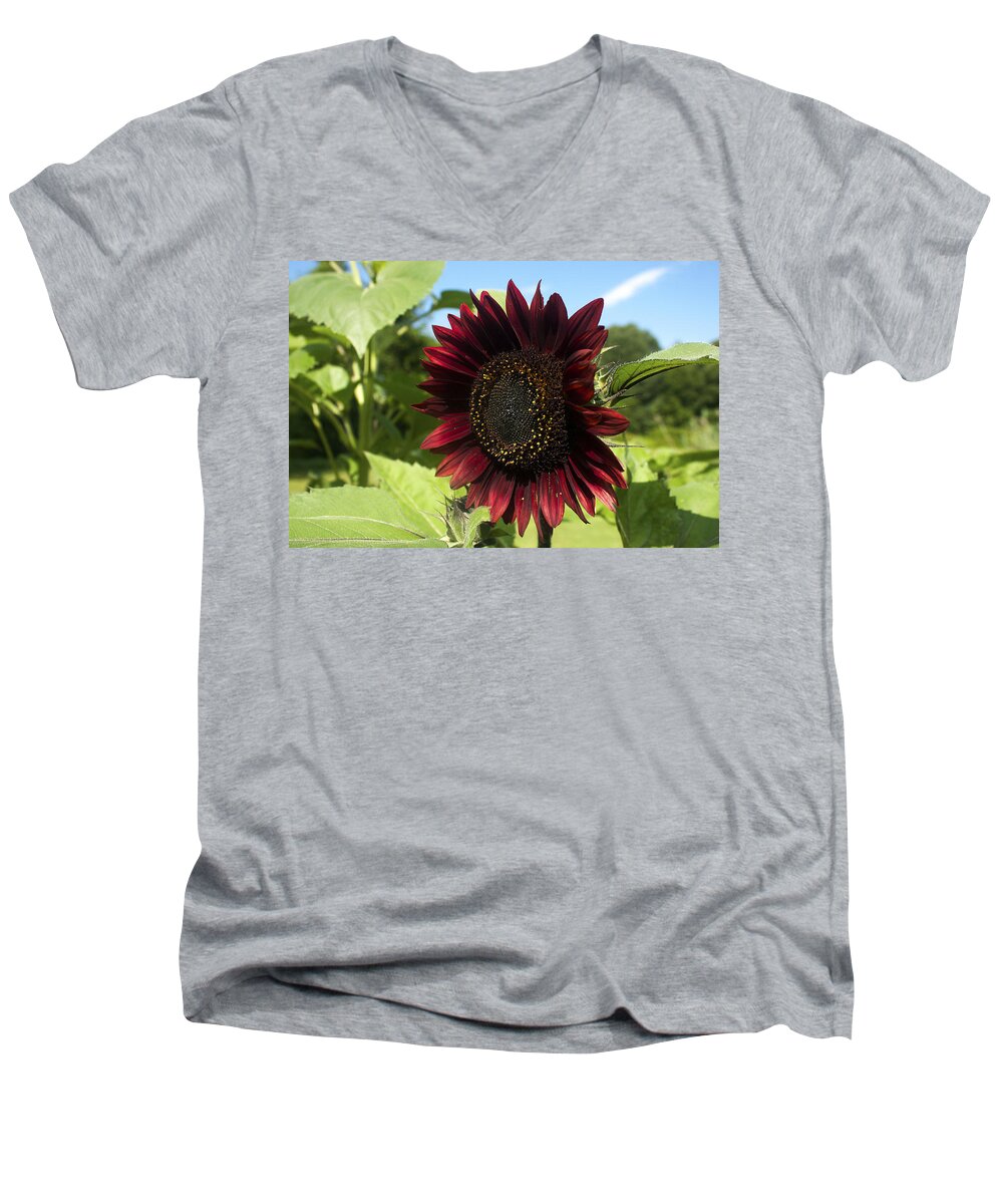 Flower Men's V-Neck T-Shirt featuring the photograph Evening Sun Sunflower #1 by Jeff Severson