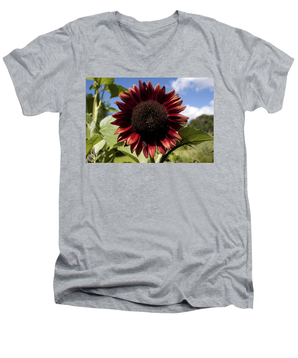 Flower Men's V-Neck T-Shirt featuring the photograph Evening Sun Sunflower #2 by Jeff Severson