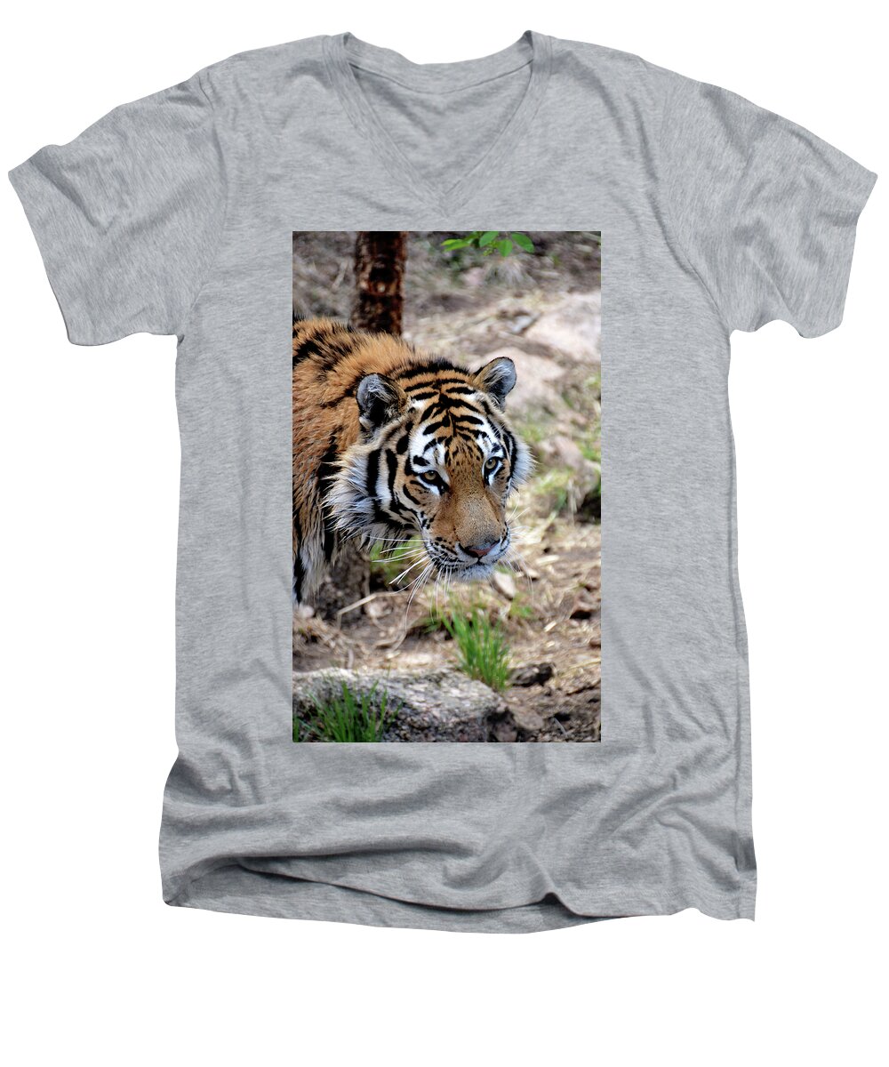 Tiger Men's V-Neck T-Shirt featuring the photograph Feline Focus by Angelina Tamez