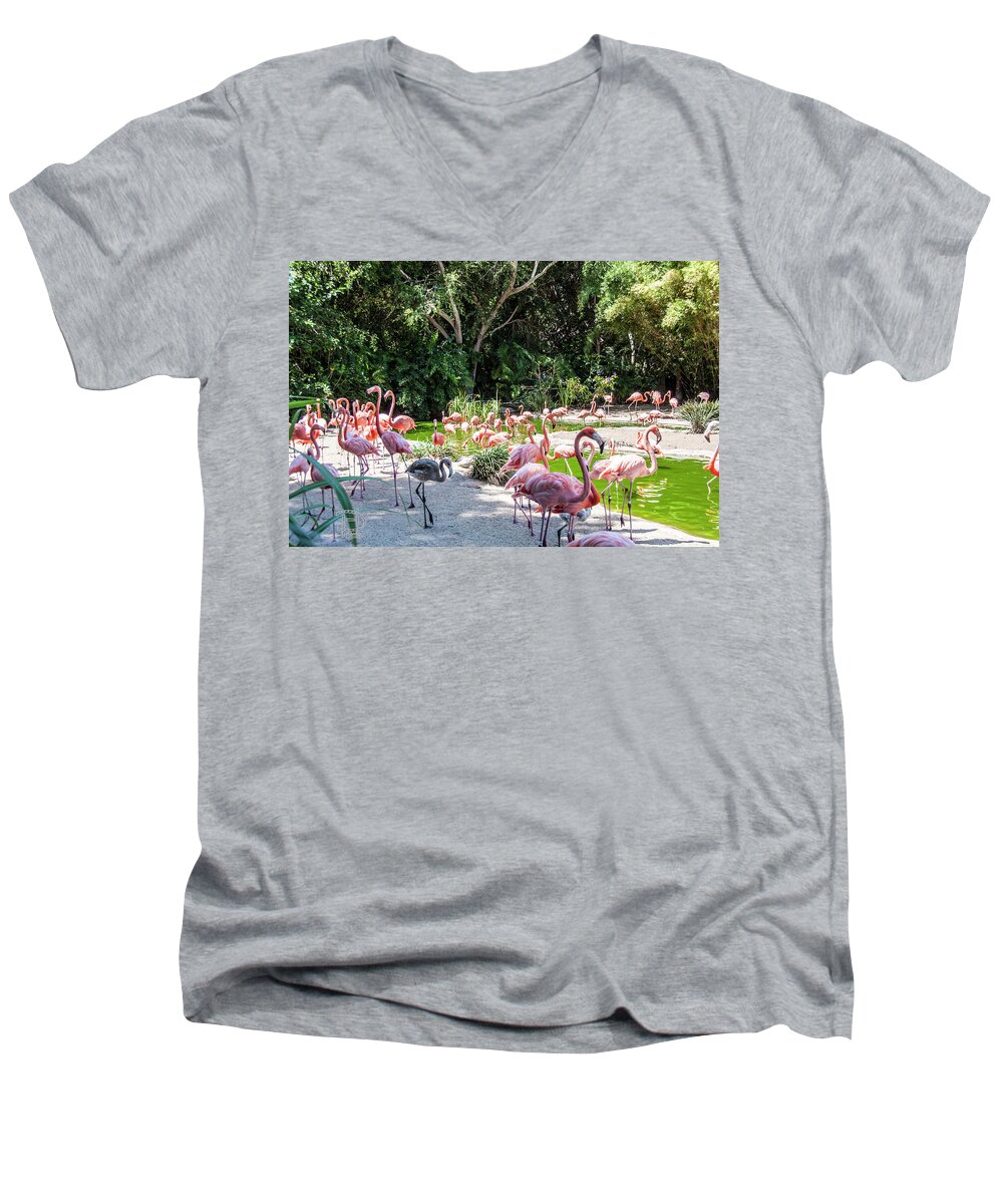  American Flamingo Men's V-Neck T-Shirt featuring the photograph Flamingo Flock by Daniel Hebard