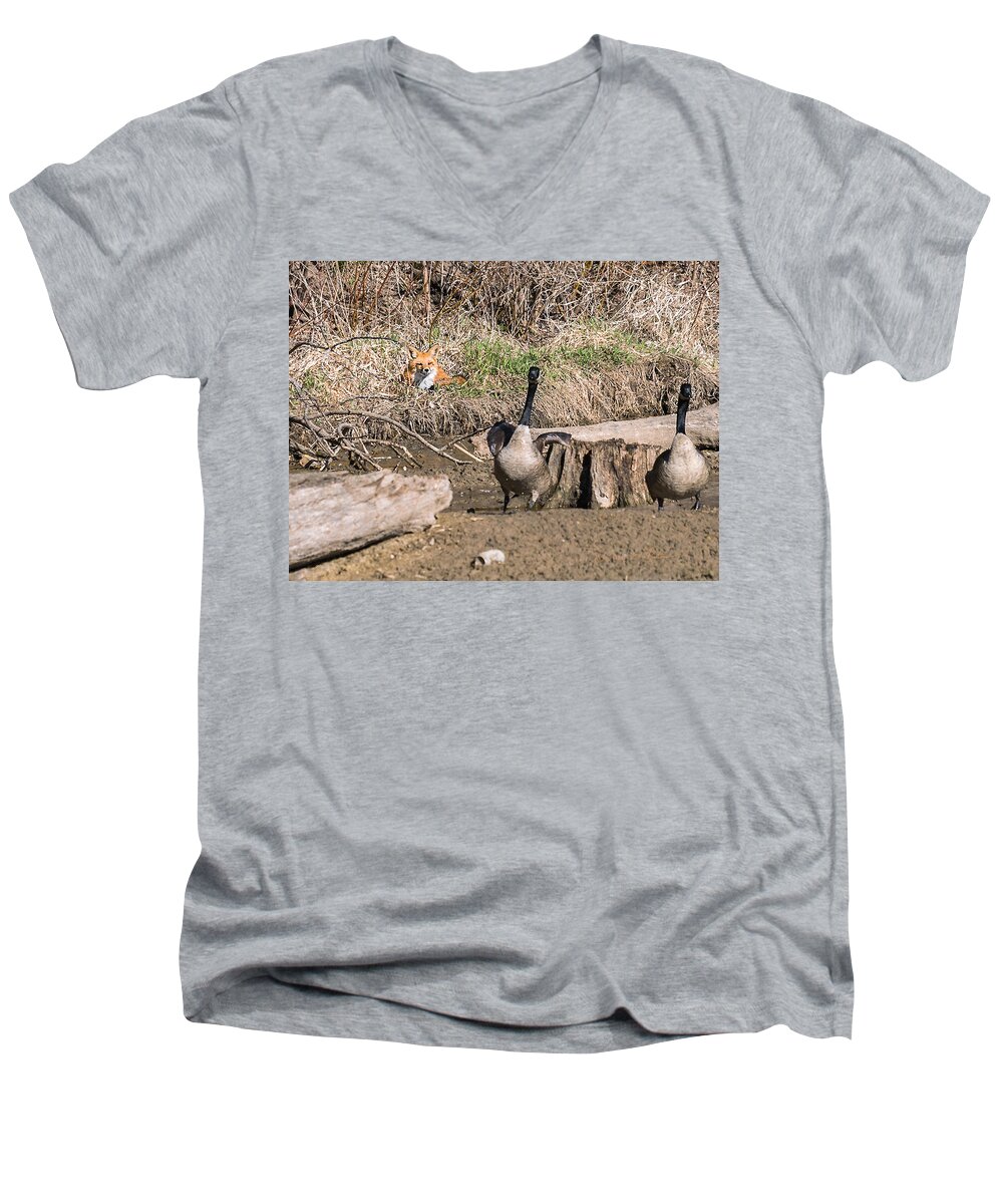 Heron Heaven Men's V-Neck T-Shirt featuring the photograph Fox Watch by Ed Peterson