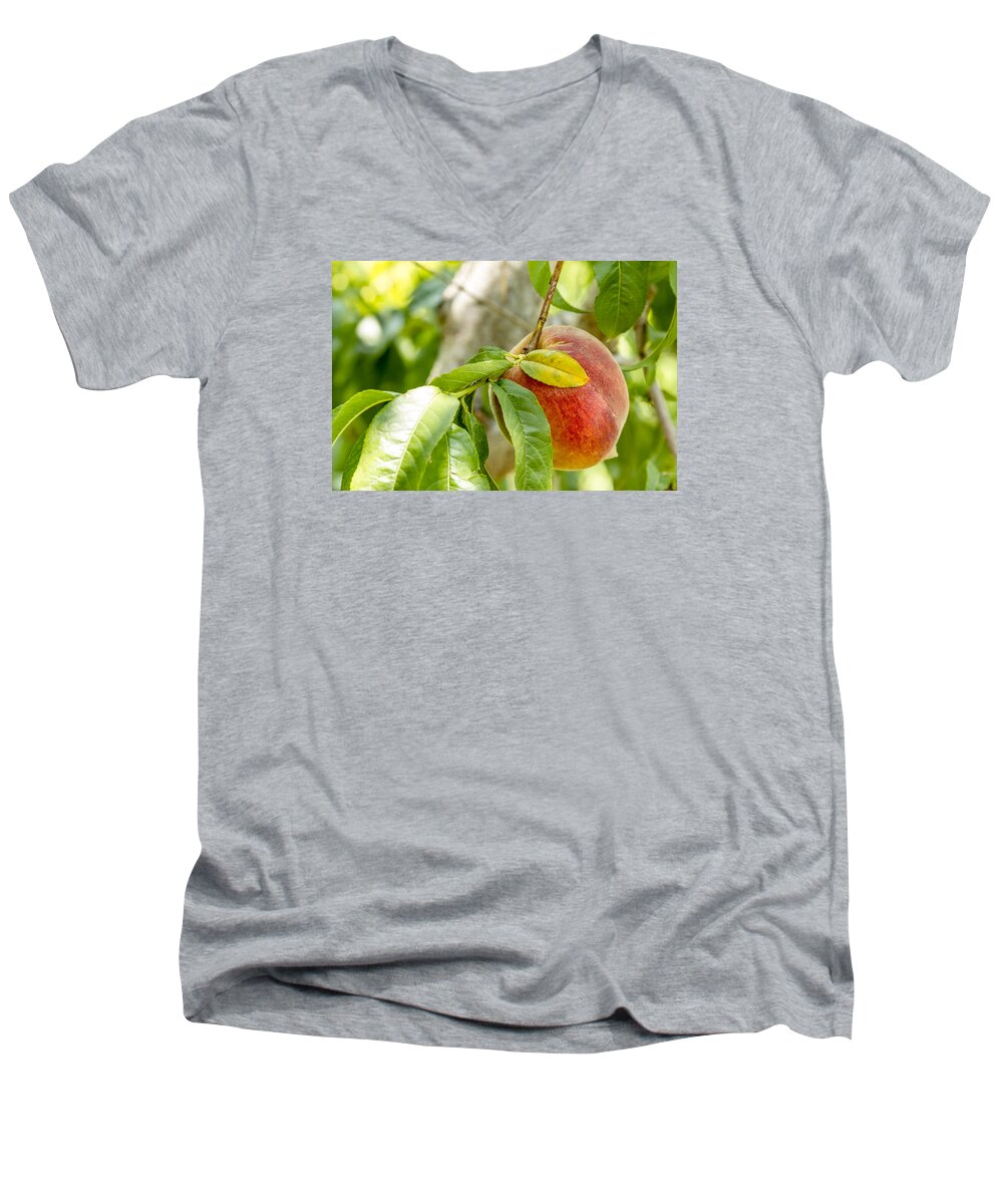 Colorado Peaches Men's V-Neck T-Shirt featuring the photograph Fresh Peach Hanging in Orchard by Teri Virbickis