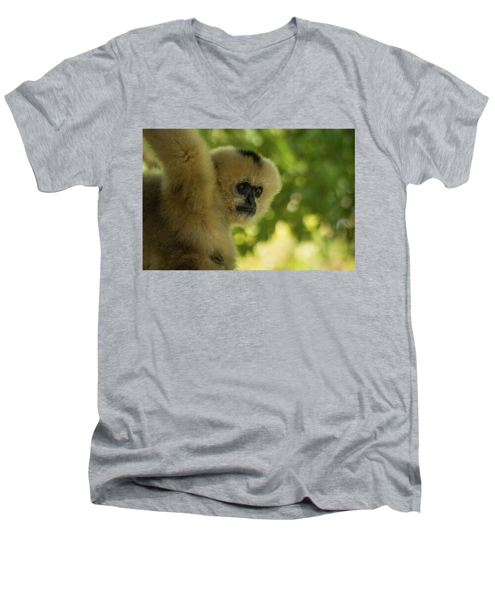 Zoo Men's V-Neck T-Shirt featuring the photograph Gibbon Portrait by John Benedict