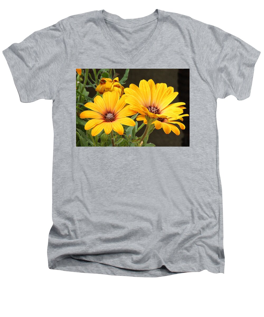 Nature Men's V-Neck T-Shirt featuring the photograph Golden Glory African Daisies by Sheila Brown