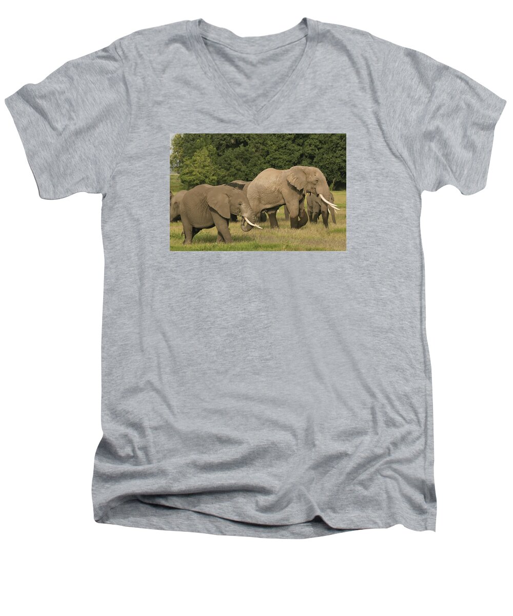 Gary Hall Men's V-Neck T-Shirt featuring the photograph Grazing Elephants by Gary Hall