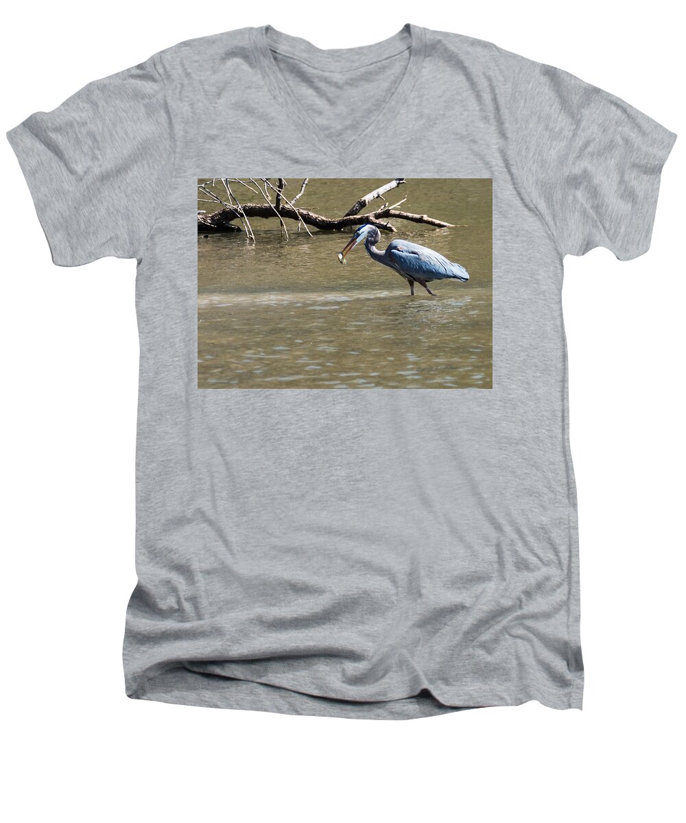 Great Blue Heron Men's V-Neck T-Shirt featuring the photograph Great Blue Heron Dinning by Ed Peterson