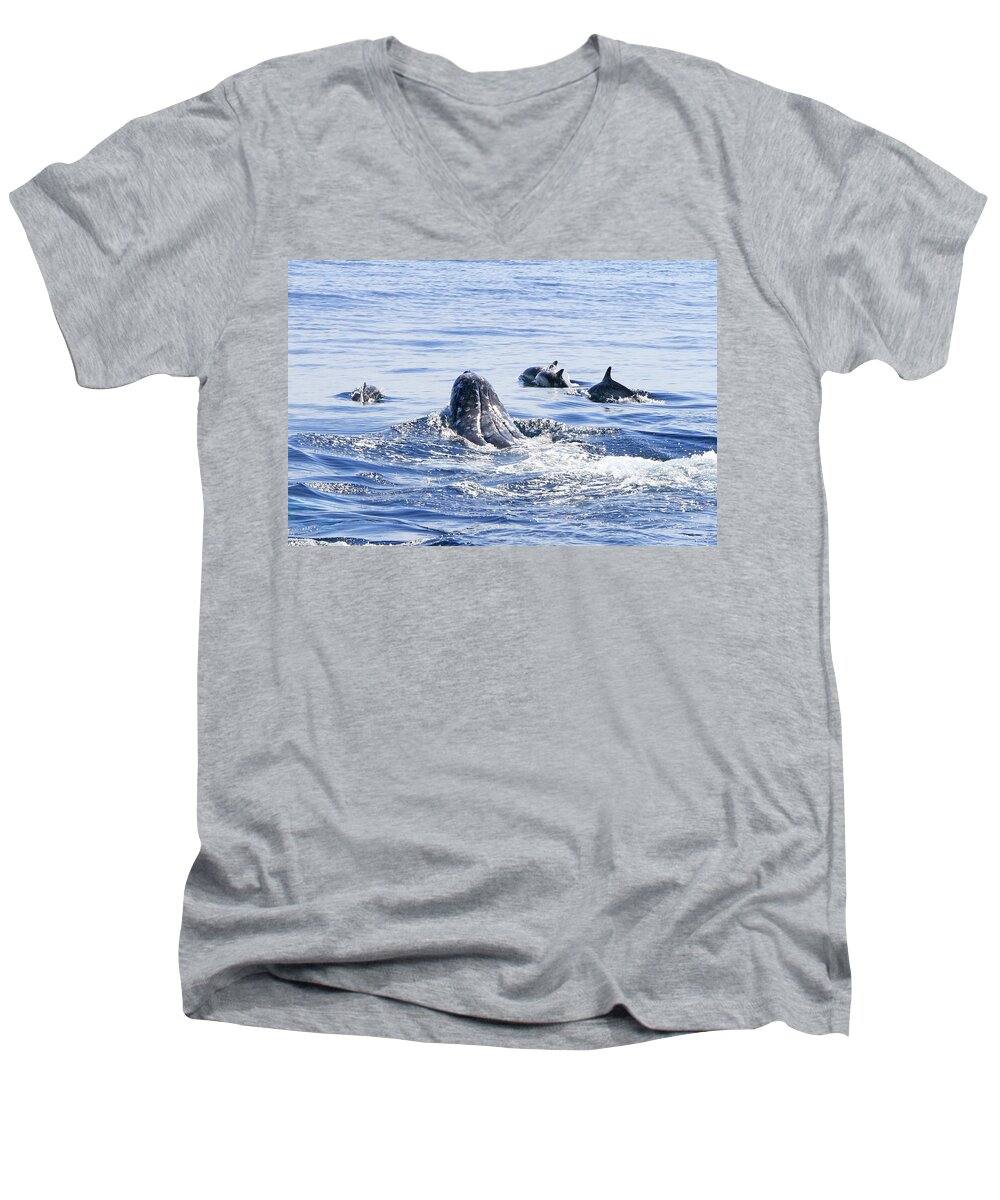 Grey Whale Men's V-Neck T-Shirt featuring the photograph Grey Whale 1 by Shoal Hollingsworth