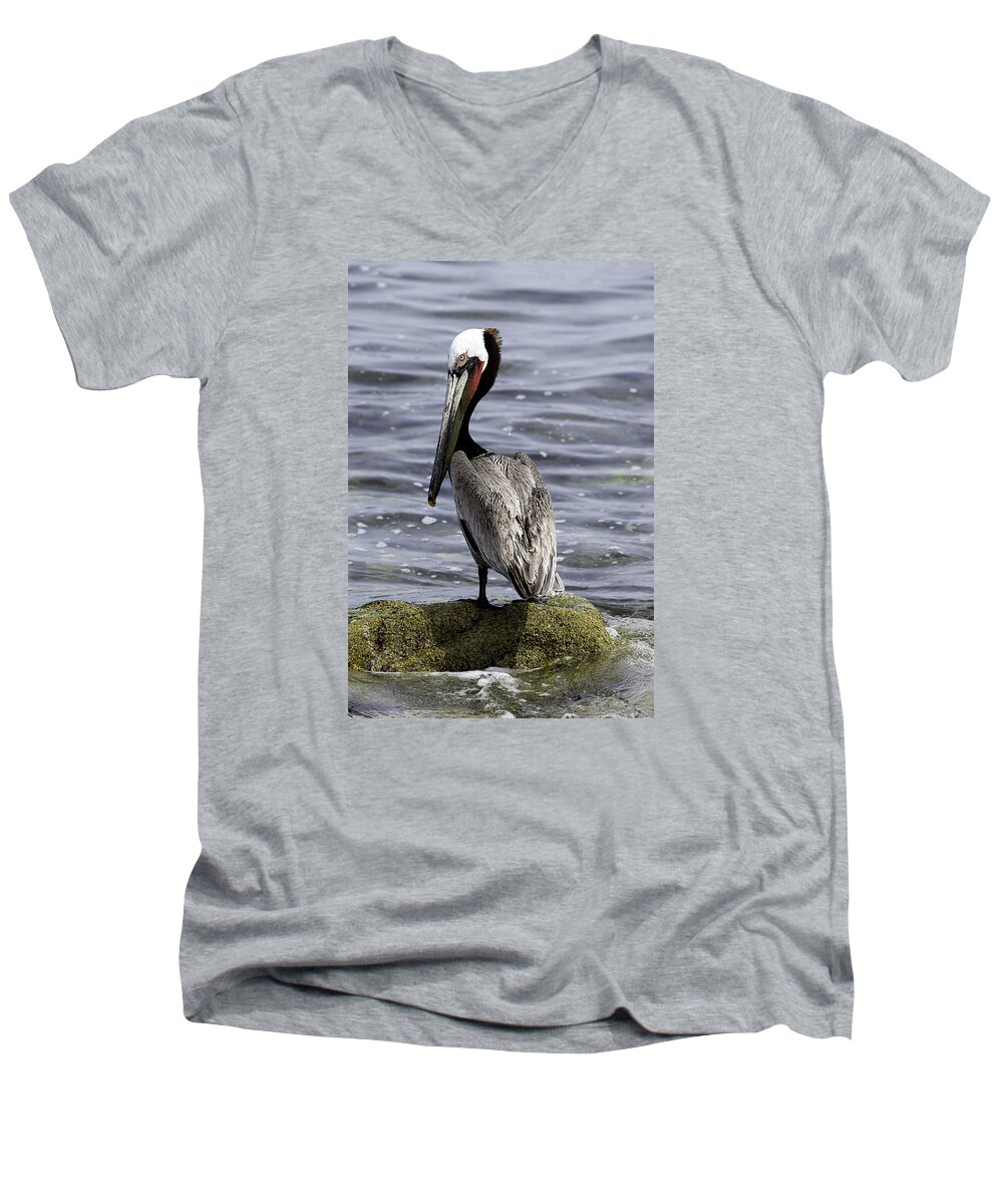 Pelican Men's V-Neck T-Shirt featuring the photograph Handsome by Mark Harrington