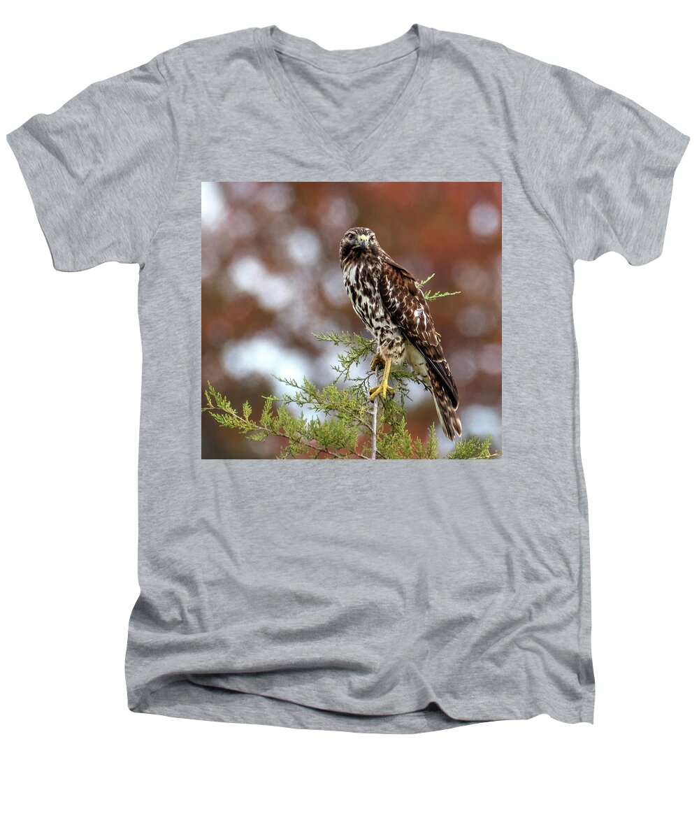 Hawk Men's V-Neck T-Shirt featuring the photograph Red Shoulder Hawk looking at me by Ronda Ryan