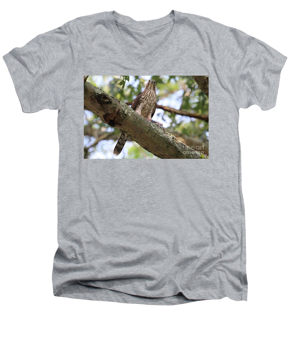 Hawk Men's V-Neck T-Shirt featuring the photograph Hawk on a Branch by Steven Spak