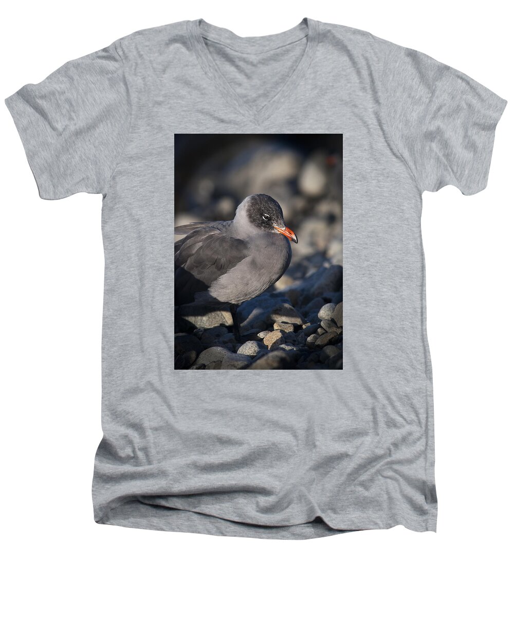 Beach Men's V-Neck T-Shirt featuring the photograph Heermann's Gull by Robert Potts