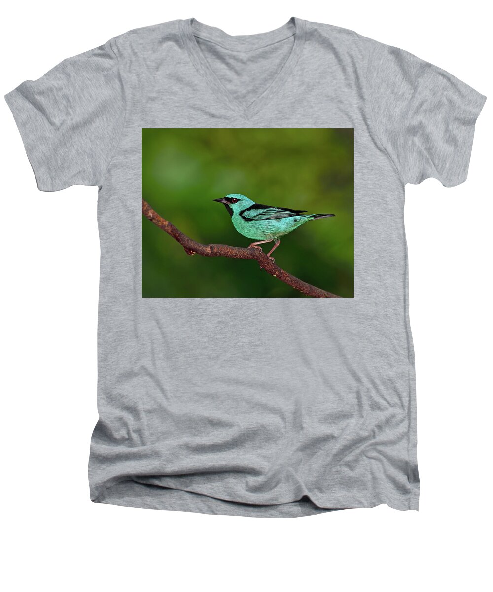 Blue Dacnis Men's V-Neck T-Shirt featuring the photograph Highlight by Tony Beck
