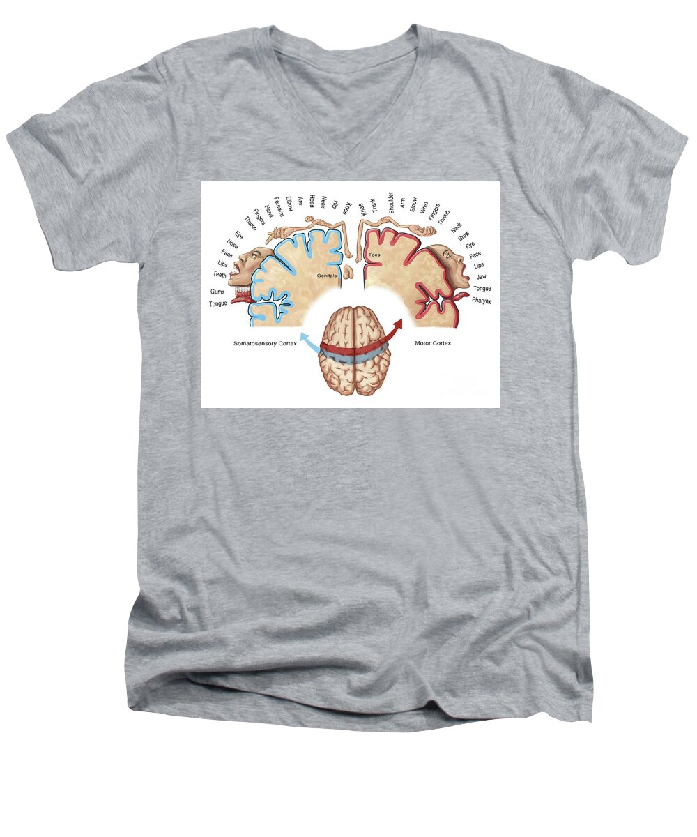 Anatomy Men's V-Neck T-Shirt featuring the photograph Homunculus Map by Spencer Sutton