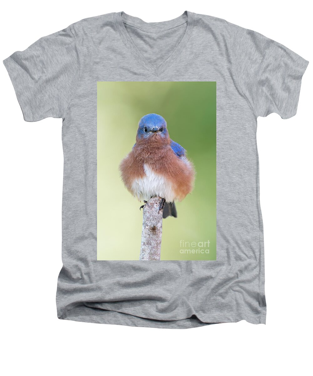 Bluebird Men's V-Neck T-Shirt featuring the photograph I May Be Fluffy BUT I'm No Powder Puff by Bonnie Barry