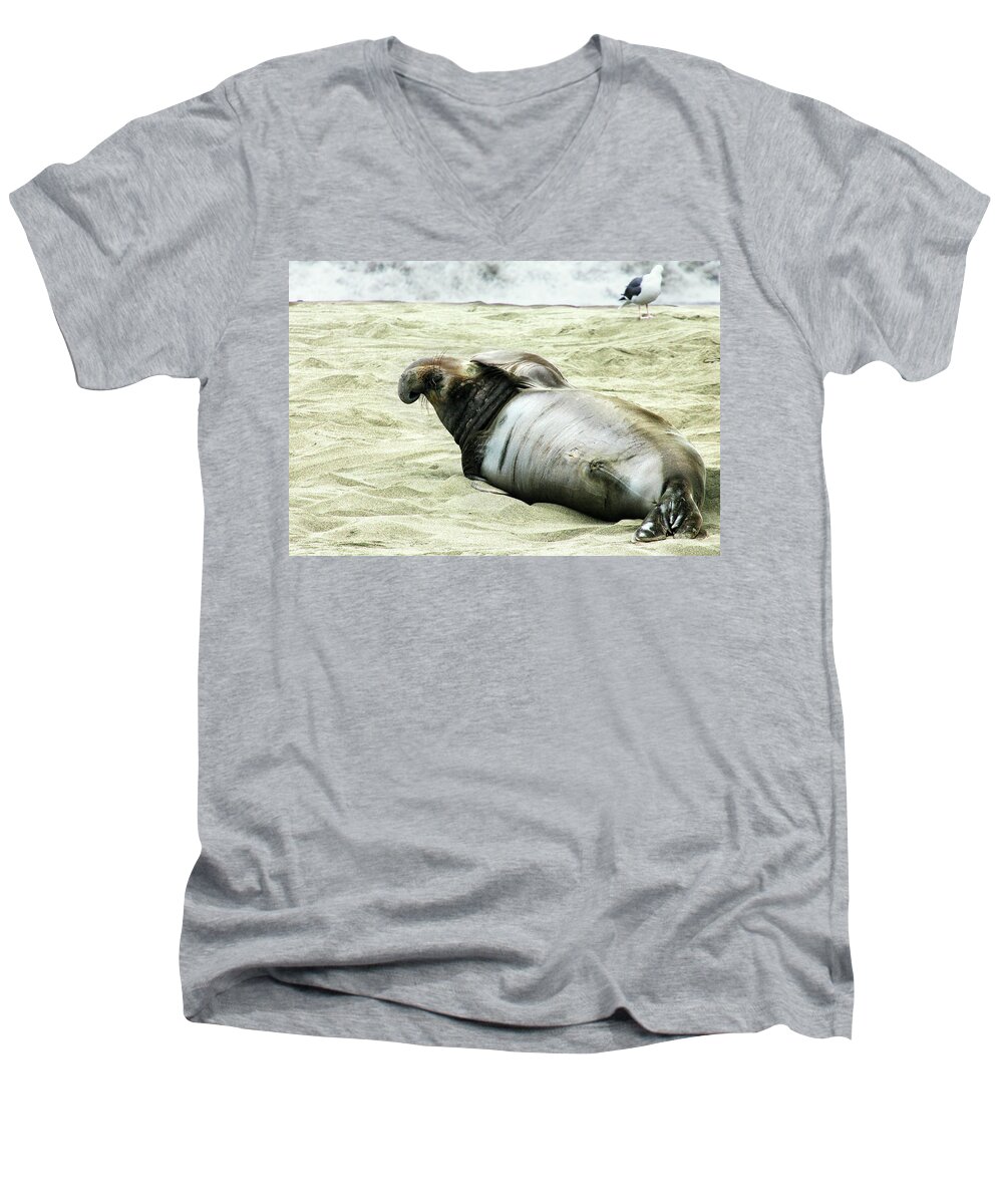 Elephant Seal Men's V-Neck T-Shirt featuring the photograph Im Too Sexy by Anthony Jones