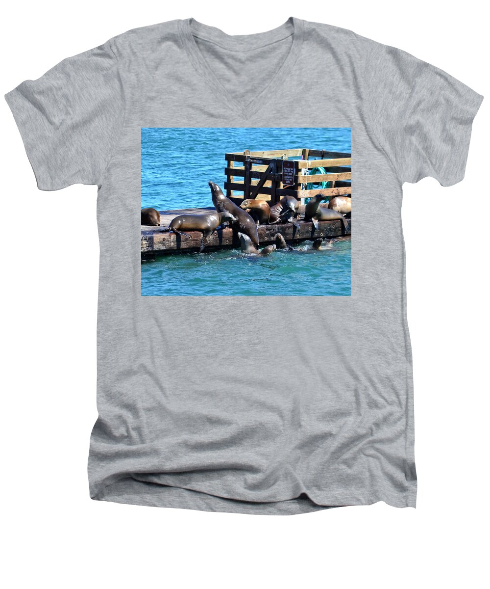 Seals Men's V-Neck T-Shirt featuring the photograph Keep Off the Dock - Sea lions Can't Read by Anthony Murphy