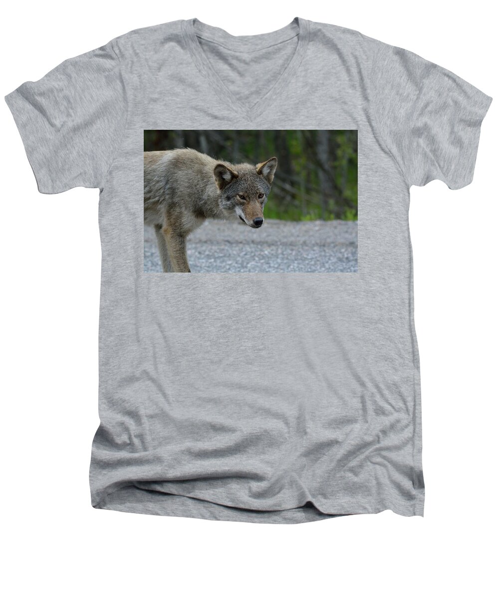 Coyote Men's V-Neck T-Shirt featuring the photograph Killarney Coyote by David Porteus
