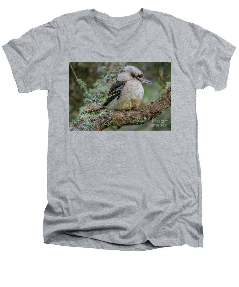 Bird Men's V-Neck T-Shirt featuring the photograph Kookaburra 4 by Werner Padarin