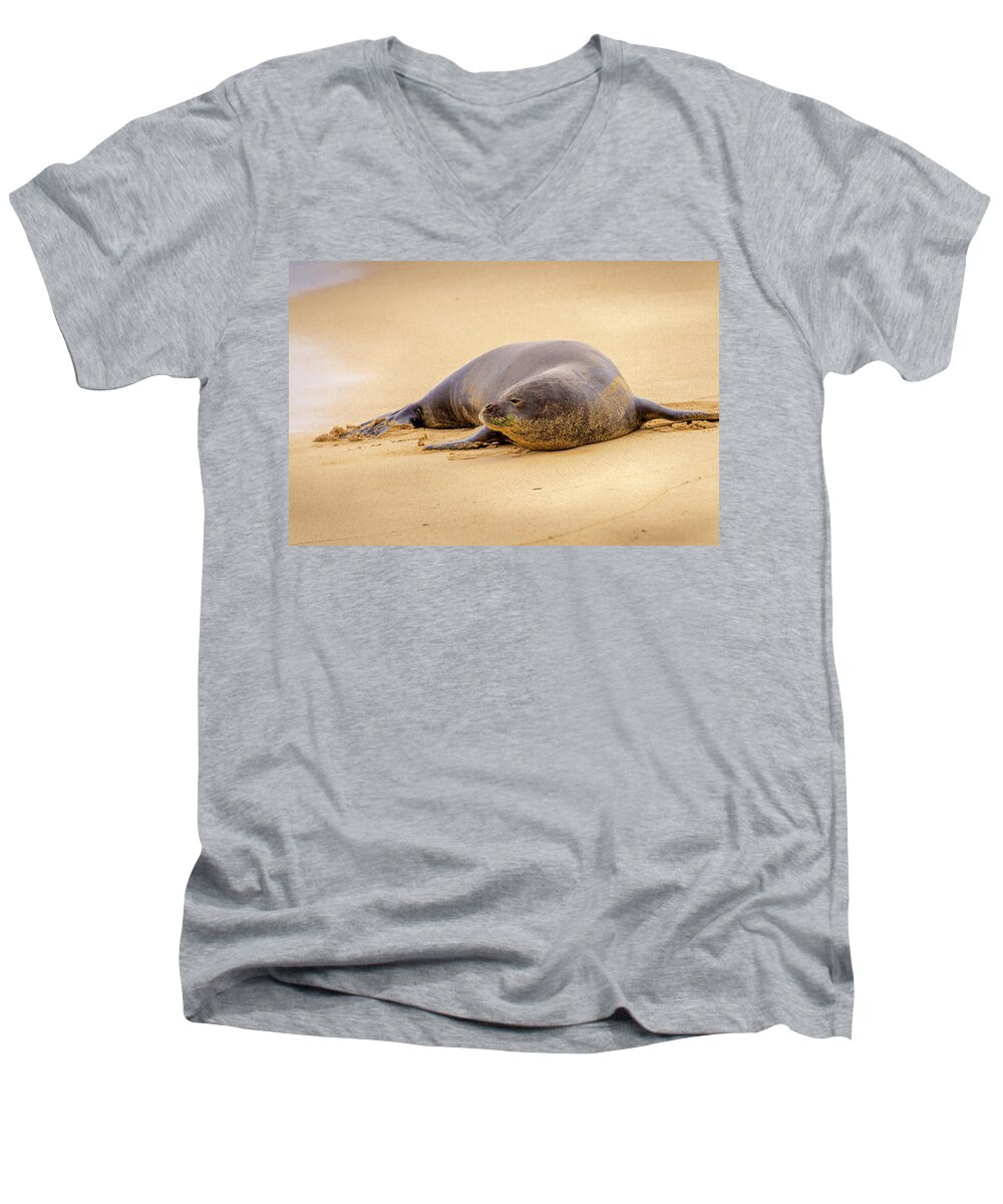 Seal Men's V-Neck T-Shirt featuring the photograph Lazy Gaze from the Shore by Daniel Murphy